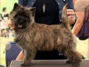 Cairn Terrier- rodowodowe (ZKwP/FCI) szczenięta po wybitnych rodzicach.