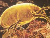 Ozonowanie (Dezynfekcja) Poznań i Okolice