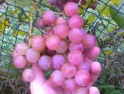 Sadzonki winorośli- winogrona, winnica 