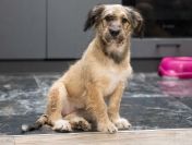 Sisi, młodziutki, wesoły psi dzieciak w typie terrierka! ADOPCJA