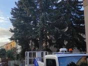 Wycinka drzew Puszczykowo , Mosina , Plewiska , Skórzewo