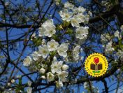 Kurs ogrodniczy - internetowy. 60 godzin nauki.