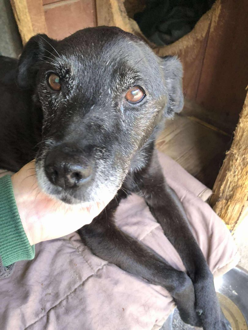 Devo i Devi, łagodne delikatne psiaki do adopcji!  - Zdjęcie 1