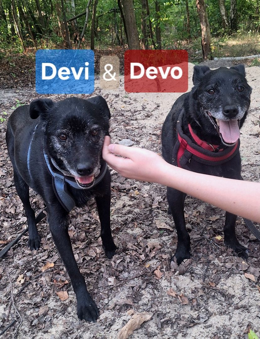 Devo i Devi, łagodne delikatne psiaki do adopcji!  - Obraz nr 5