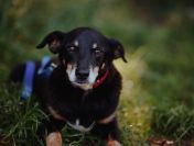 Spokojny, zrównoważony Puszek szuka domu!