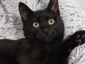 Wars - spokojny, sympatyczny koci kawaler szuka domu