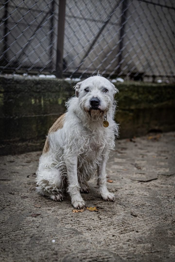 Nero - wyjątkowy pies szuka kochającego domu!  - Obraz nr 8