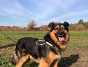 Fantastyczny Toster szuka domu!