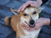 Radosny, młody Figo, pokochaj!