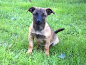 5 miesięczna Tina szczeniak szuka domu!