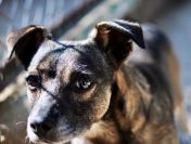 Niewielki Bureczek szuka domu!