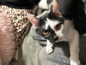 Lucek - domowy kociak, totalny słodziak szuka domu!