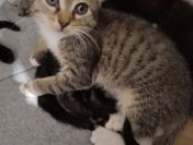 KOCIĘTA malutkie kociaki szukają domów!