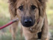 Bella - złotowłosa piękność, mądra, wesoła sunia do pokochania