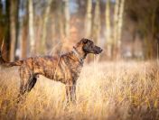 Blum - młody, wychowany z dziećmi, aktywny psiak!