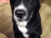 Atos - roczny, niekonfliktowy, przyjazny psiak!