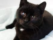 7 miesięczny kotek Onyks szuka domu!