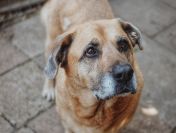 Suzi - domowa, wychowana suczka szuka domu!