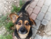 Baloo - niskopodłogowy wesołek szuka domu!