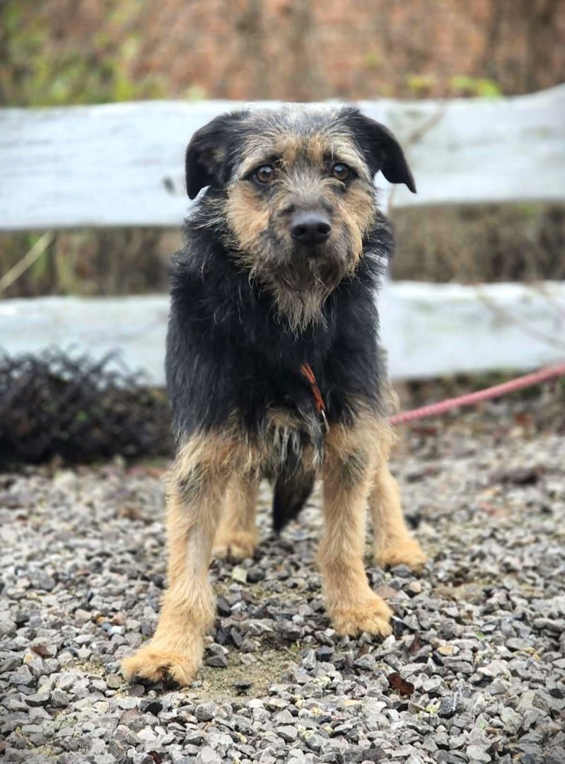 Kokosia - niewielka, delikatna sunia w typie terierka  - Zdjęcie 1