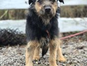 Kokosia - niewielka, delikatna sunia w typie terierka