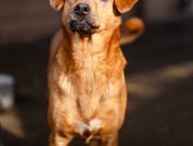 Rożek - prawdziwy diament do pokochania!