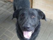 Pluto - łagodny, wesoły LABRADOR mix szuka domu