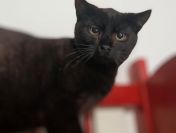 Koks - roczny, cudowny kociak szuka domu!