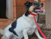 Maleńka Suzi BŁAGA o kochający dom!