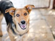 Bobi - młody, wesoły psiak szuka swojej