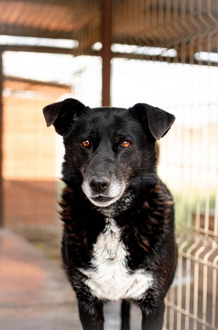 Sonia - spokojna, delikatna sunia szuka domu!  - Zdjęcie 1