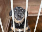 Fantastyczny Red szuka domu!