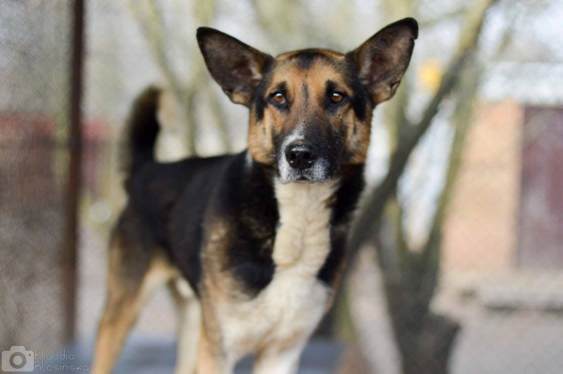 Riko - dostojny i poważny pies szuka domu!  - Zdjęcie 1