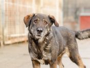 Gaja - pełna mądrości, przyjazna sunia