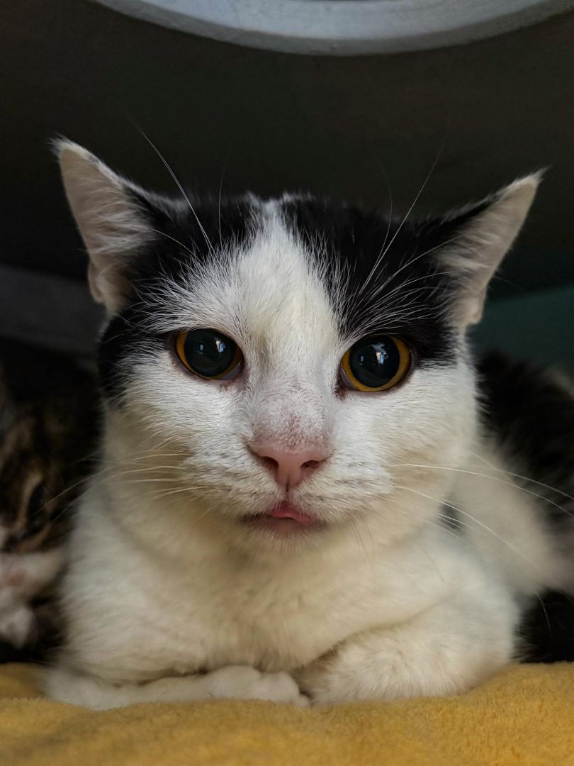 Lilo - kocia indywidualistka szuka domu!  - Zdjęcie 1