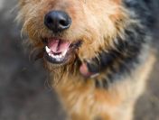 Wezyr - inteligentny psiak w typie terriera