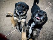 Megi i Pegi, cudowne siostry BŁAGAJĄ o dom!