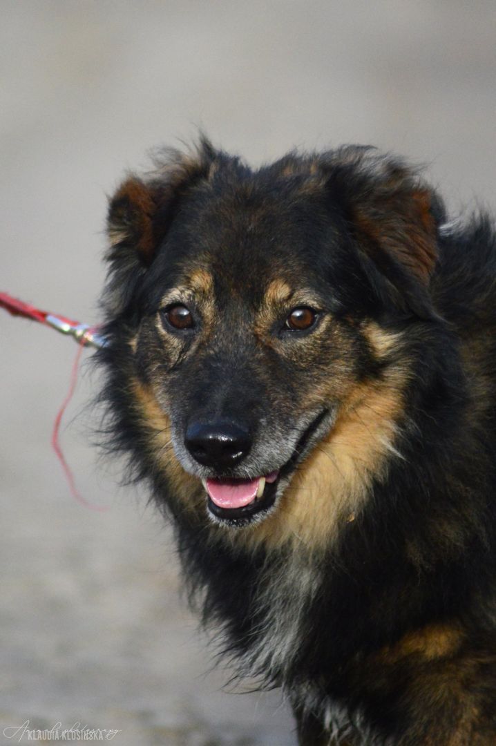 Słodki - nieduży, delikatny psiak szuka domu!  - Zdjęcie 1