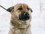 Doris - niekonfliktowa, wesoła sunia szuka domu!