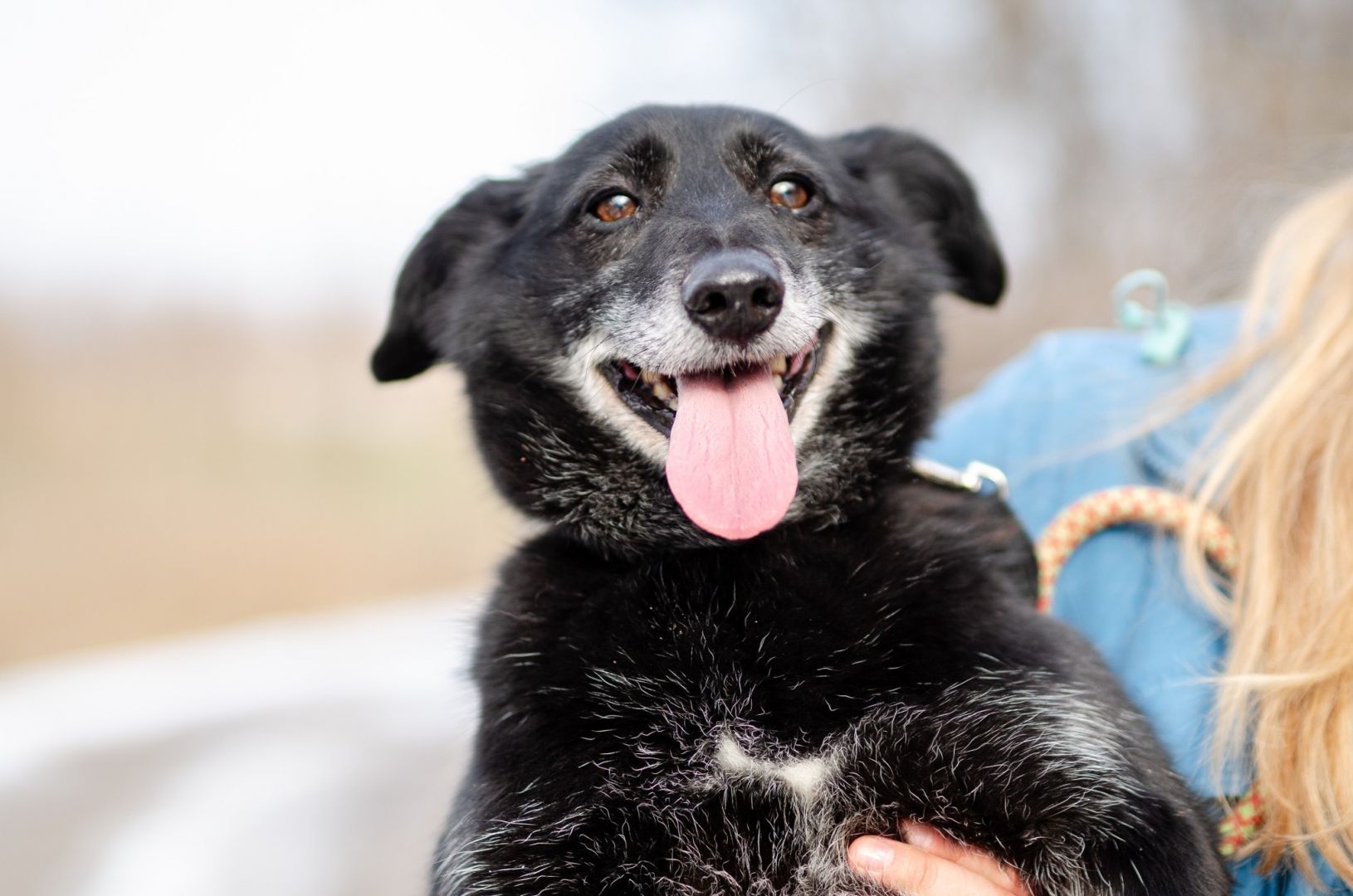 Patyk - niewielki, wesoły psiak uratowany z piekła  - Zdjęcie 1