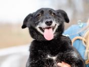 Patyk - niewielki, wesoły psiak uratowany z piekła