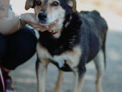 Fiodor - psi anioł, spokojny, delikatny psiak szuka domu!