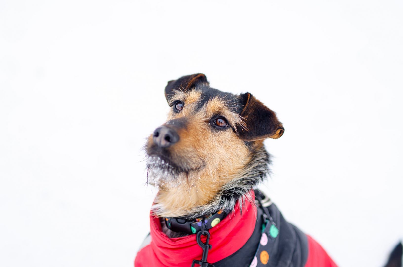 Roxi - młoda, niekonfliktowa, niewielka suczka  - Zdjęcie 1