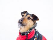 Roxi - młoda, niekonfliktowa, niewielka suczka