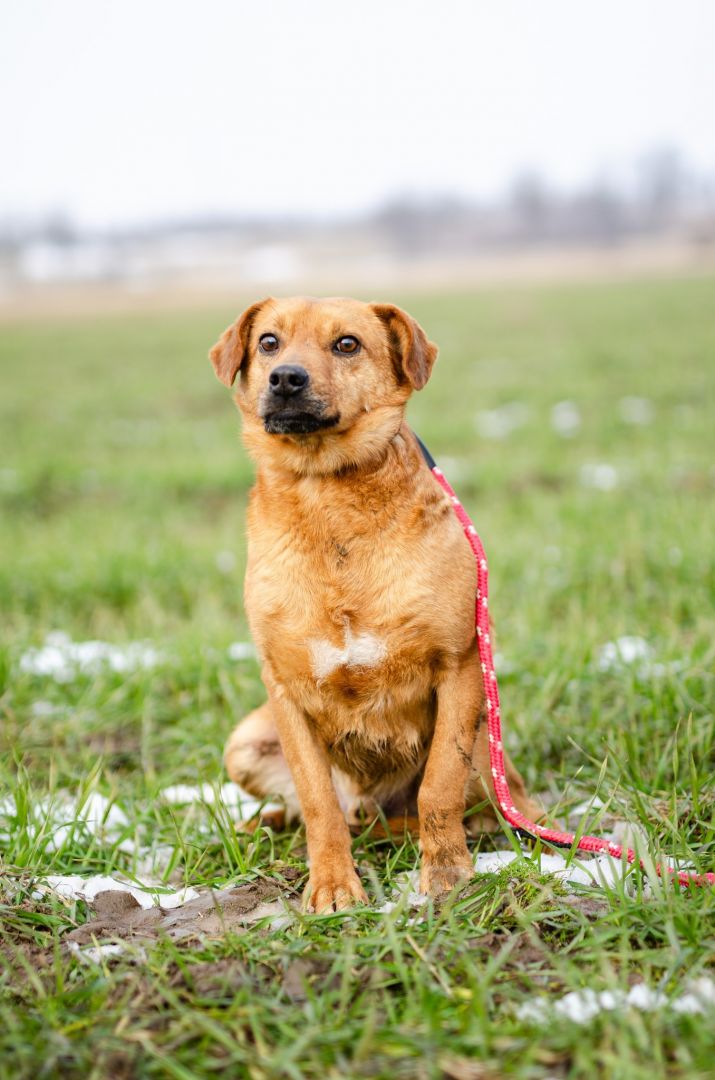 Cudowny Rożek - delikatny, łagodny psiak  - Zdjęcie 1