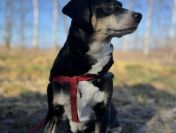 Ika - drobniutka, domowa, wychowana sunia!