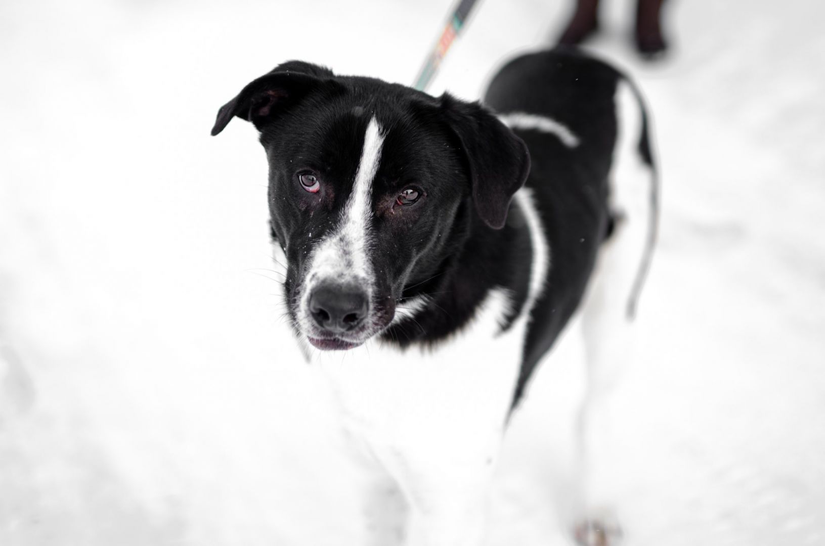 Apollo - wielki pies z wielkim sercem!  - Zdjęcie 1