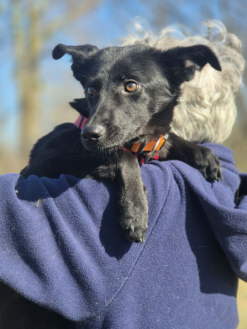 11 miesięczna Fela szuka spokojnego domu!  - Zdjęcie 1