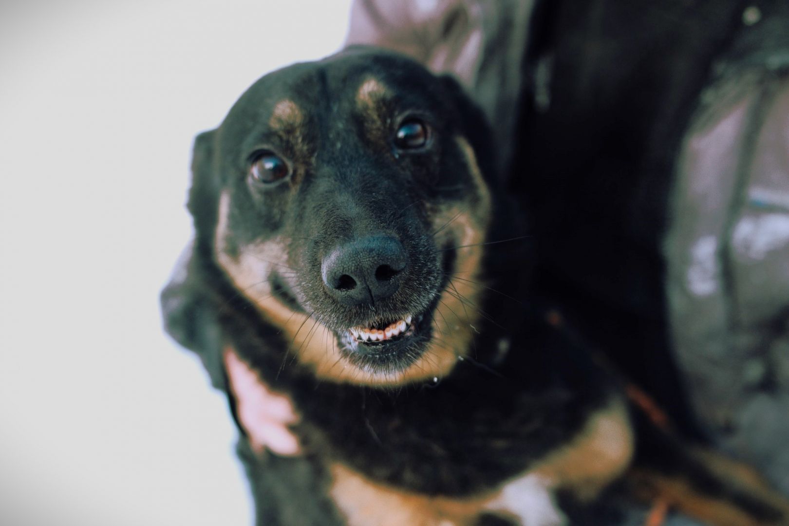 Red - przecudowny, proludzki, niekonfliktowy psiak!  - Zdjęcie 1