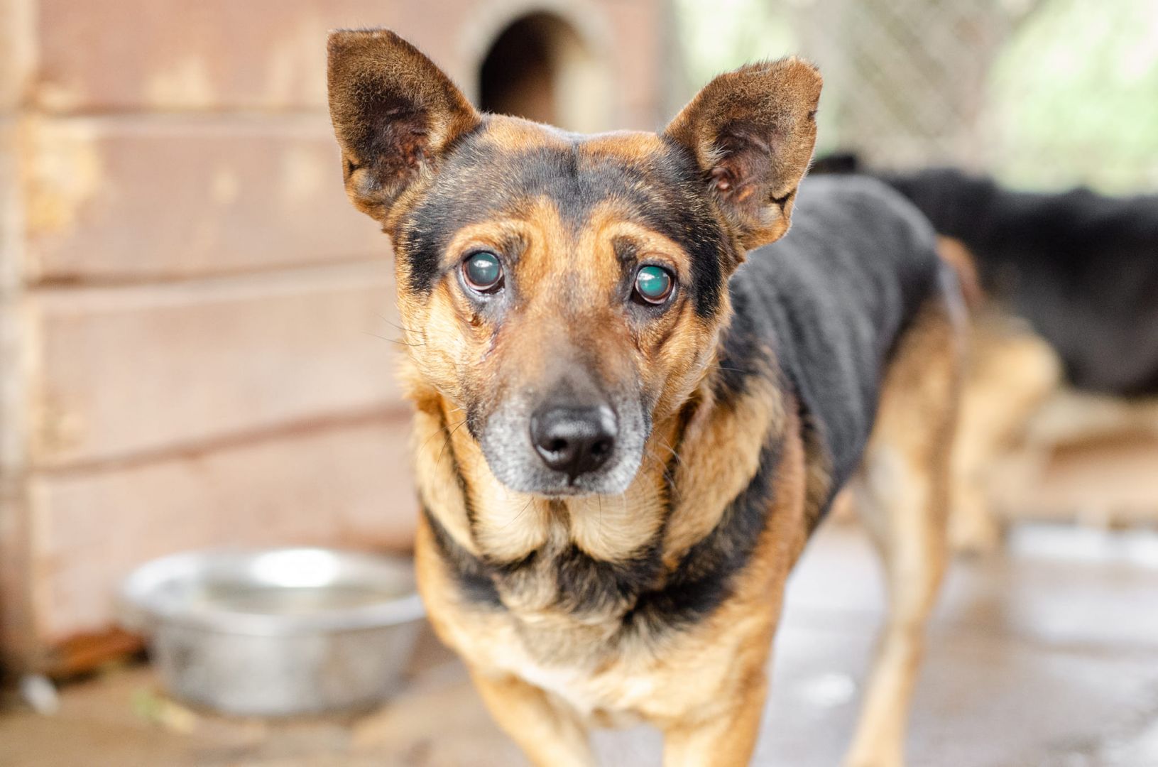 Edi - łagodny, spokojny piesek szuka domu!  - Zdjęcie 1